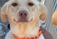 ‘Gülen Yüz’ yuva arıyor. Yangından kurtarıldığında yüzündeki gülümseme sosyal medyayı sallamıştı