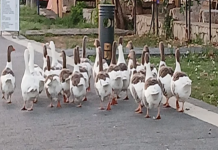 🎥Denize girdikleri için CİMER’e şikayet edilip, hapsedilmişlerdi. Kazlara, ‘şartlı tahliye’ geldi!