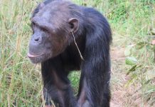 Şempanzeler Moda Trendlerini Keşfetti! Kendilerine has bir moda akımı başlattı!