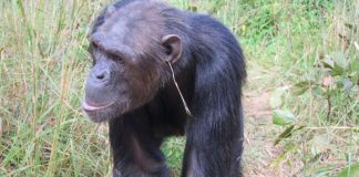 Şempanzeler Moda Trendlerini Keşfetti! Kendilerine has bir moda akımı başlattı!