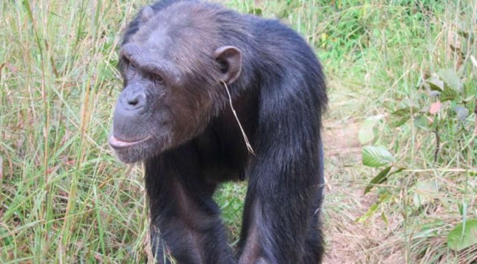 Şempanzeler Moda Trendlerini Keşfetti! Kendilerine has bir moda akımı başlattı!