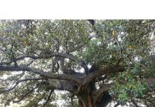 ‘Ocağına incir ağacı dikmek’ buradan mı geliyor? İncir ağacının karbondioksiti taşa çevirdiği ortaya çıktı.