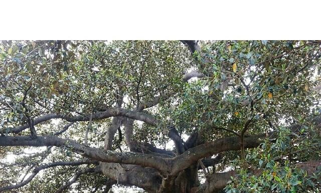 ‘Ocağına incir ağacı dikmek’ buradan mı geliyor? İncir ağacının karbondioksiti taşa çevirdiği ortaya çıktı.