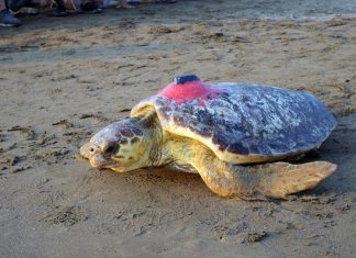 🎥 Uydu cihazıyla izlenen Caretta Caretta Tuba 7 ülkeyi gezdi. 25 bin kilometre yol aldı.