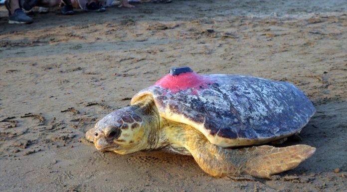 🎥 Uydu cihazıyla izlenen Caretta Caretta Tuba 7 ülkeyi gezdi. 25 bin kilometre yol aldı.