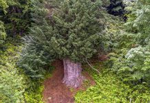 🎥Dünyadaki en yaşlı 5 ağaçtan biri Türkiye Zonguldak’ta