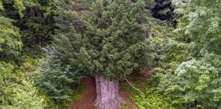 🎥Dünyadaki en yaşlı 5 ağaçtan biri Türkiye Zonguldak’ta