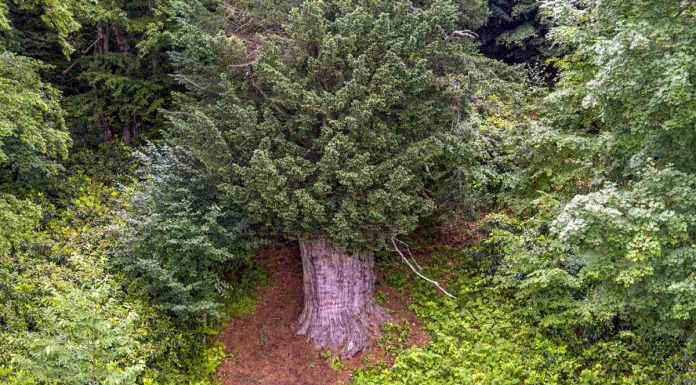 🎥Dünyadaki en yaşlı 5 ağaçtan biri Türkiye Zonguldak’ta