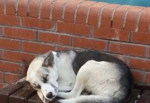 İstanbul Valiliği’nden sokak hayvanlarını ‘toplatma’ talimatı belediyelere gönderildi!