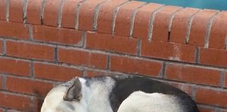 İstanbul Valiliği’nden sokak hayvanlarını ‘toplatma’ talimatı belediyelere gönderildi!