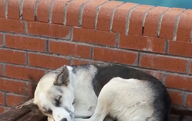 İstanbul Valiliği’nden sokak hayvanlarını ‘toplatma’ talimatı belediyelere gönderildi!