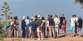30 yılda bir çiçek açan bitki Antalya’da görüldü, ziyaretçiler akın etti