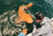 İlk kez rastlandı, bilim dünyası şaşkına döndü. Altın renkli, beyaz gözlü köpekbalığı yakalandı!