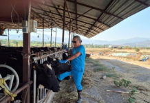 Aydın’da şap karantinası