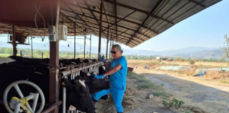 Aydın’da şap karantinası