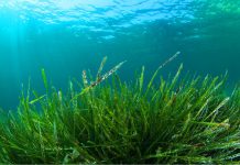 Basit bir takviye, felç veya kalp krizi tetikleyici durumlara karşı koruma sağlayabilir.