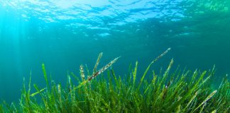 Basit bir takviye, felç veya kalp krizi tetikleyici durumlara karşı koruma sağlayabilir.