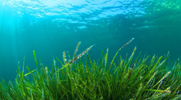 Basit bir takviye, felç veya kalp krizi tetikleyici durumlara karşı koruma sağlayabilir.