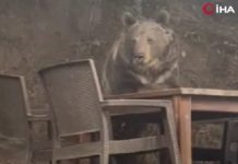 🎥Lokantaya girdi, masaya oturup garson bekledi. Gelmeyince masada olanlarla karnını doyurup gitti!