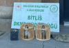 Bitlis’te kaçak keklik avına dev ceza!