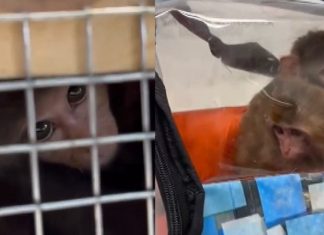 🎥‘Ölüm Kutusu’nda binlerce kilometre yolculuk. Korkudan birbirlerine sarıldılar