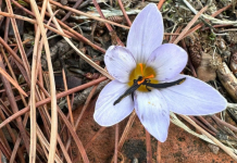 Yılda sadece 15 gün açan bu çiçeği koparmanın cezası 557 bin lire