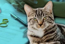 İstanbul’da boşanan bir çiftin davasında kedi için nafaka ve velayet kararı çıktı.