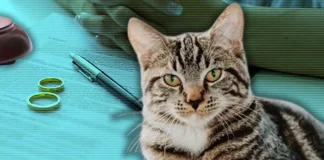 İstanbul’da boşanan bir çiftin davasında kedi için nafaka ve velayet kararı çıktı.