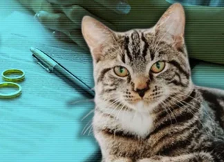 İstanbul’da boşanan bir çiftin davasında kedi için nafaka ve velayet kararı çıktı.