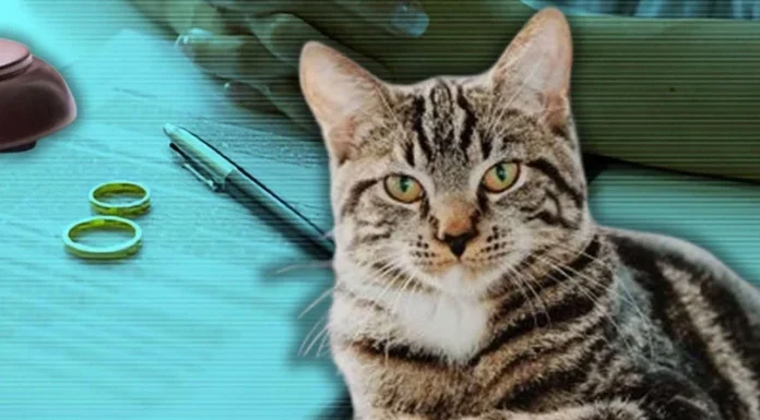 İstanbul’da boşanan bir çiftin davasında kedi için nafaka ve velayet kararı çıktı.