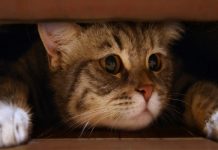 Kediler bu kokuları duyunca köşe bucak kaçıyor. İşte kedilere kabusu yaşatan o kokular…