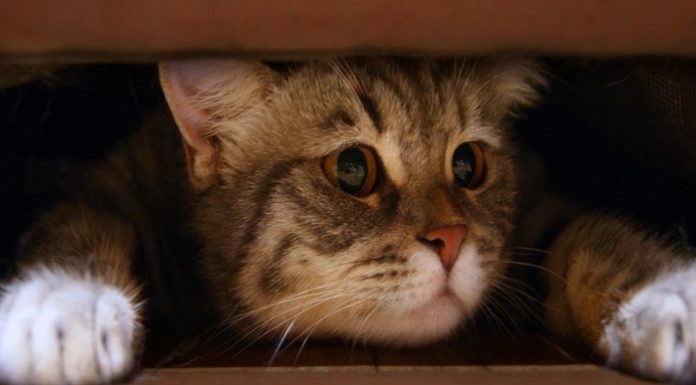 Kediler bu kokuları duyunca köşe bucak kaçıyor. İşte kedilere kabusu yaşatan o kokular…