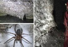 🎥Dünyanın en büyük örümcek ağı