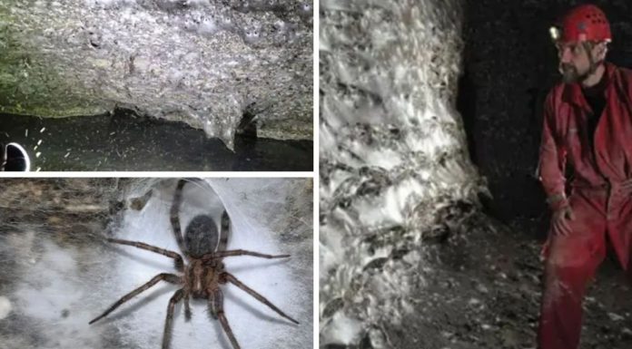 🎥Dünyanın en büyük örümcek ağı