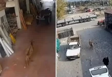 🎥Başıboş inek saldırdı