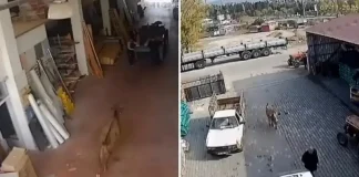 🎥Başıboş inek saldırdı