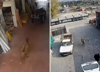 🎥Başıboş inek saldırdı