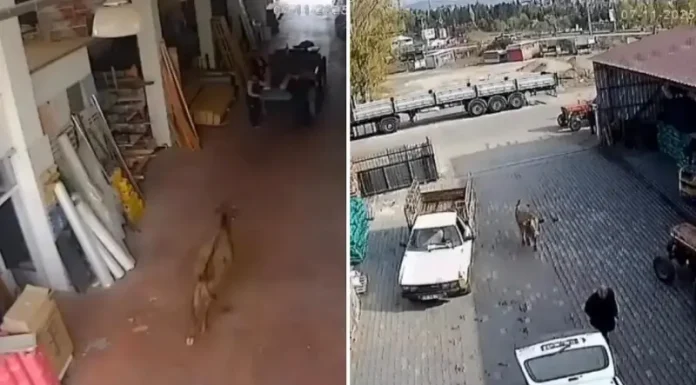 🎥Başıboş inek saldırdı