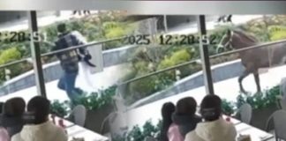 🎥O kovaladı, herkes kaçtı. İstanbul’un göveğinde vatandaşın at ile imtihanı!