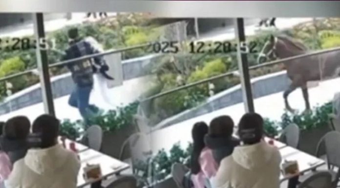 🎥O kovaladı, herkes kaçtı. İstanbul’un göveğinde vatandaşın at ile imtihanı!