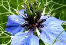 ARAŞTIRMA; Yaygın bir baharatın obezite karşıtı ve kalp koruyucu etkileri olduğu anlaşıldı.