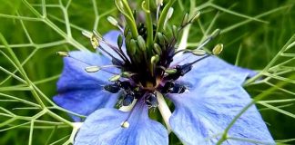 ARAŞTIRMA; Yaygın bir baharatın obezite karşıtı ve kalp koruyucu etkileri olduğu anlaşıldı.