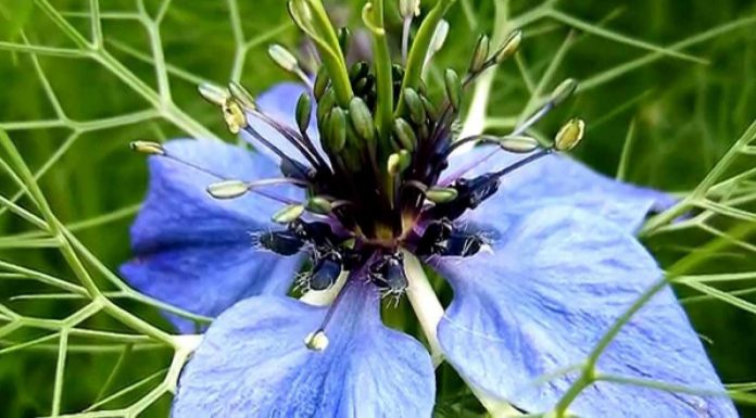 ARAŞTIRMA; Yaygın bir baharatın obezite karşıtı ve kalp koruyucu etkileri olduğu anlaşıldı.