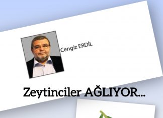 Cengiz ERDİL; ZEYTİNCİLER DE KAN AĞLIYOR