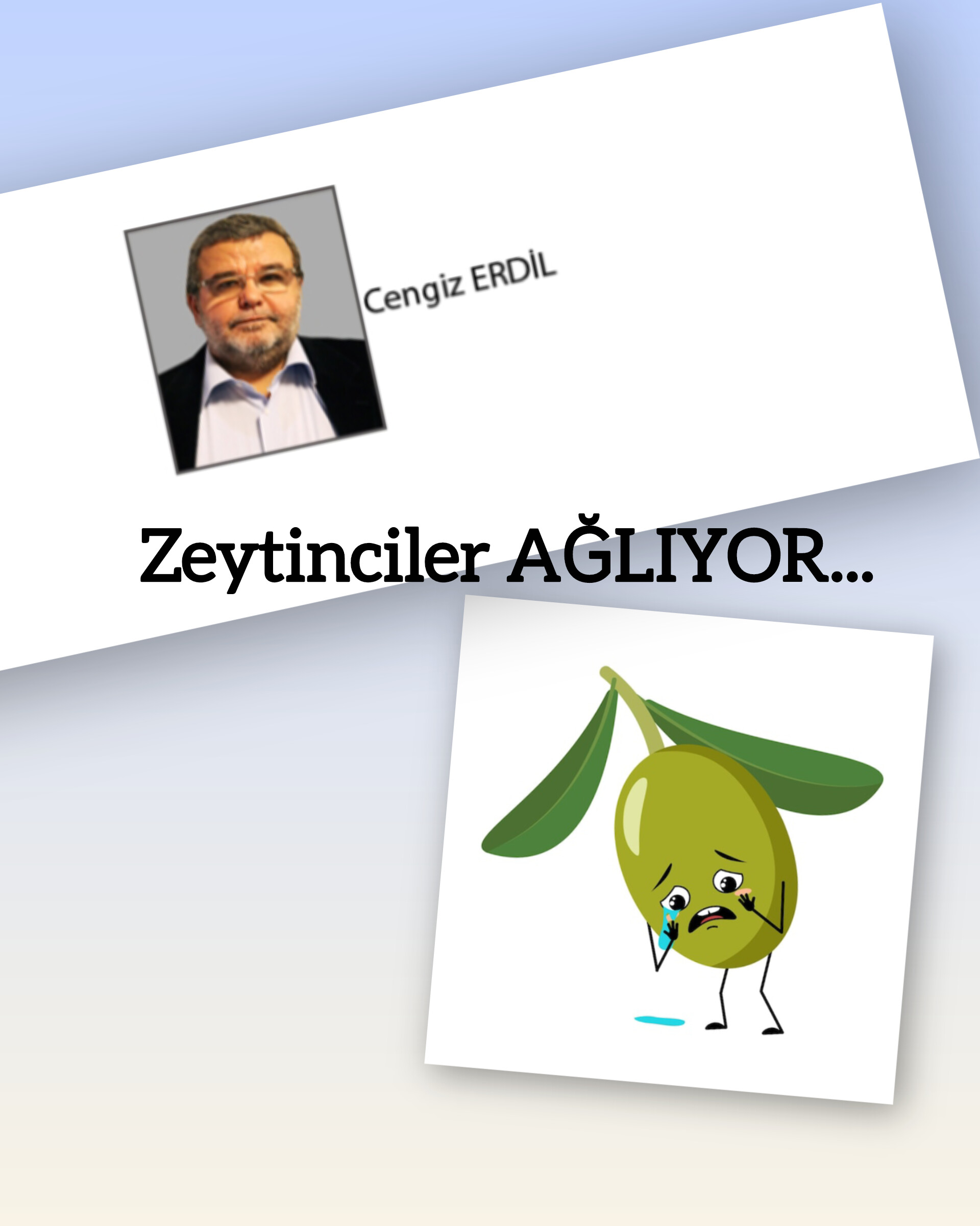 Cengiz ERDİL; ZEYTİNCİLER DE KAN AĞLIYOR