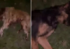 Tam anlamıyla canilik; Kısırlaştırılmış ve aşılı 9 köpek kurşunlanarak öldürüldü!