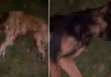 Tam anlamıyla canilik; Kısırlaştırılmış ve aşılı 9 köpek kurşunlanarak öldürüldü!