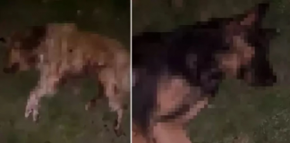 Tam anlamıyla canilik; Kısırlaştırılmış ve aşılı 9 köpek kurşunlanarak öldürüldü!