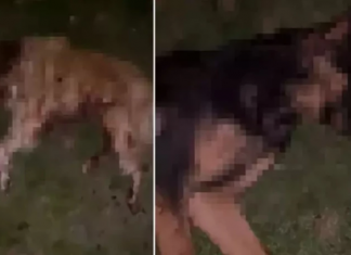 Tam anlamıyla canilik; Kısırlaştırılmış ve aşılı 9 köpek kurşunlanarak öldürüldü!