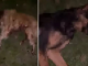 Tam anlamıyla canilik; Kısırlaştırılmış ve aşılı 9 köpek kurşunlanarak öldürüldü!